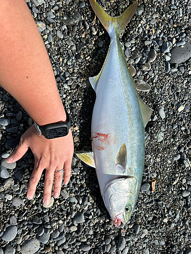 イナダの釣果