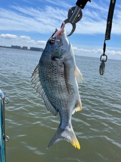 キビレの釣果