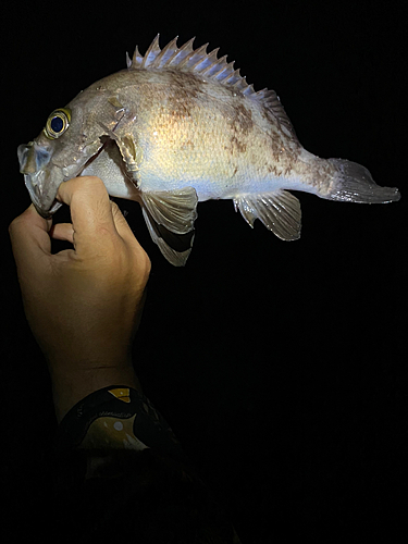 ケンサキイカの釣果