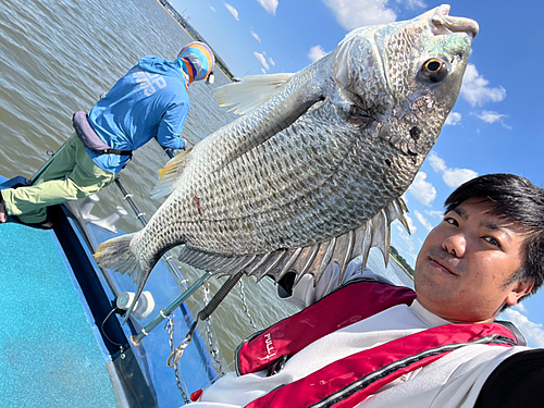 キビレの釣果