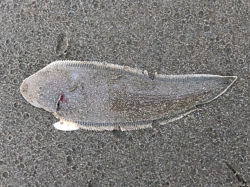 シタビラメの釣果