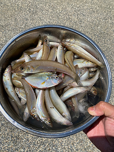 キスの釣果