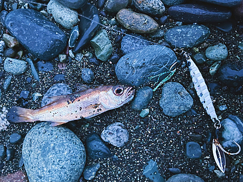 ムツの釣果