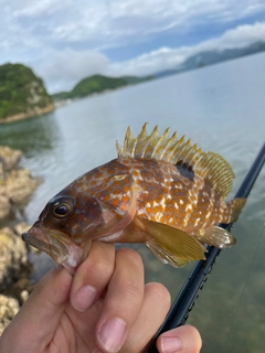 キジハタの釣果