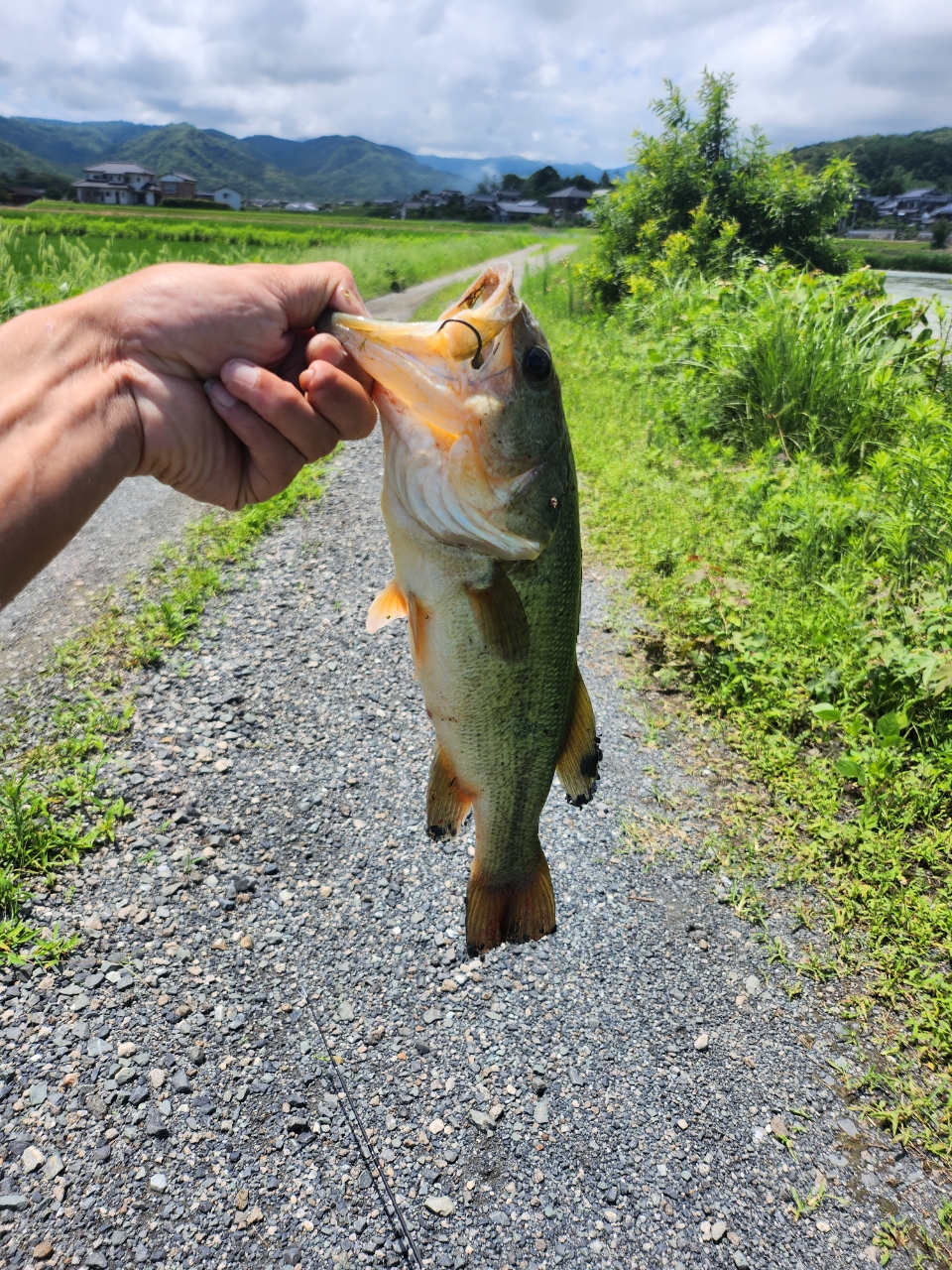 ブラックバス