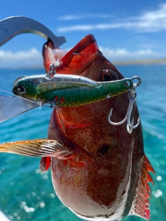 ニジハタの釣果