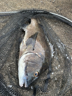 チヌの釣果