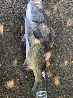 チヌの釣果