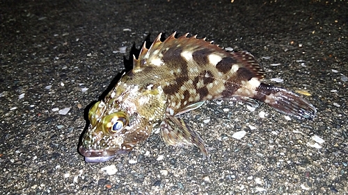 カサゴの釣果