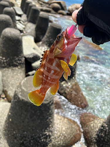 アカハタの釣果