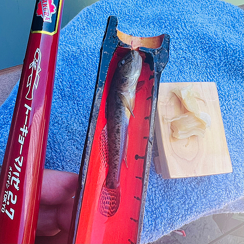 マハゼの釣果