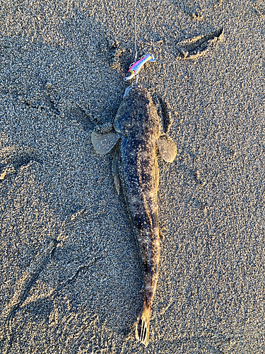 マゴチの釣果