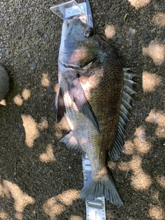 チヌの釣果