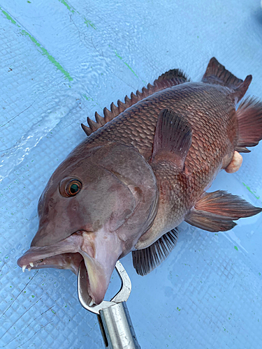 コブダイの釣果