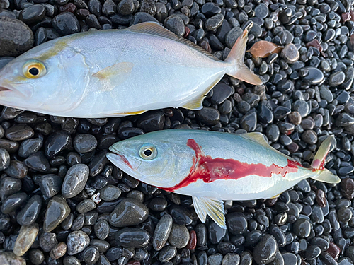 ネリゴの釣果