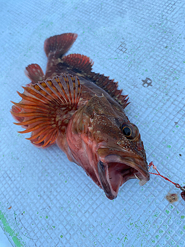 カサゴの釣果