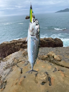 カツオの釣果