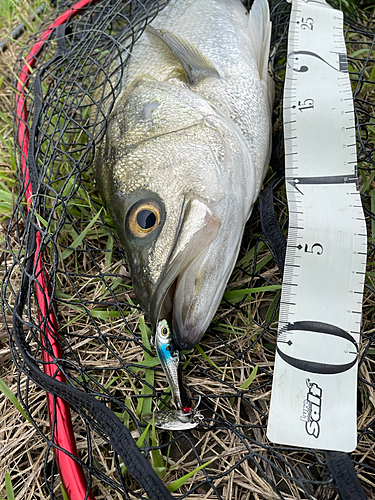 スズキの釣果