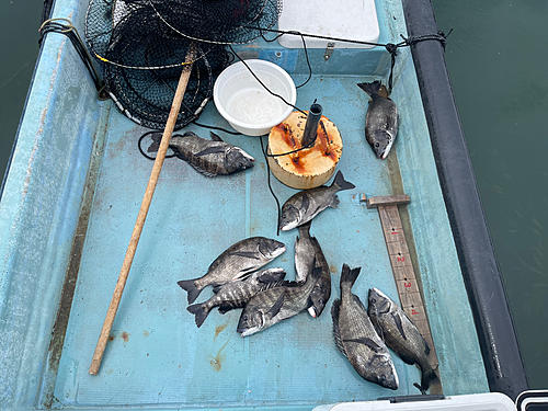 クロダイの釣果