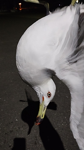 アイナメの釣果