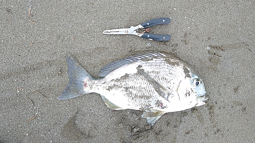 マゴチの釣果