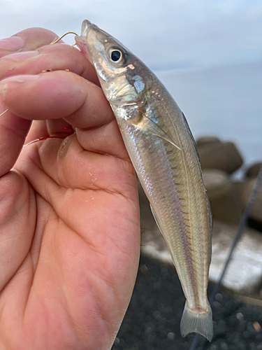 チャリコの釣果