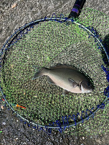 オナガグレの釣果