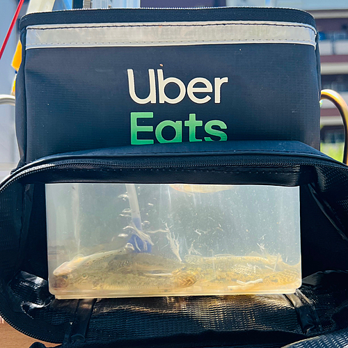 マハゼの釣果