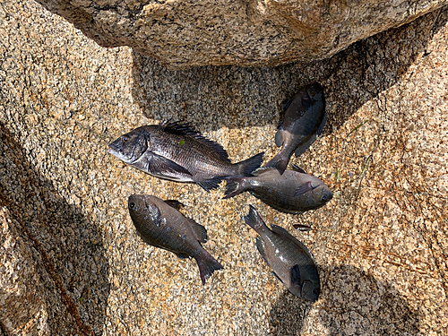 チヌの釣果