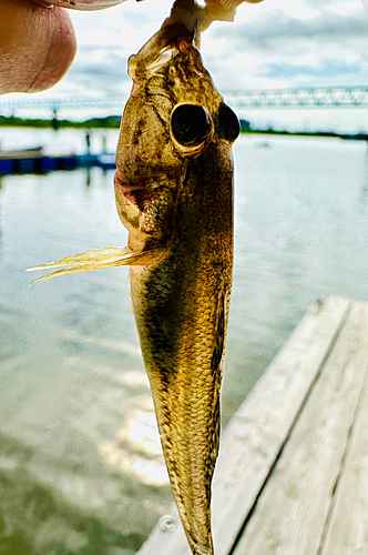 ハゼの釣果