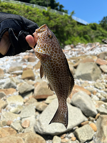 オオモンハタの釣果