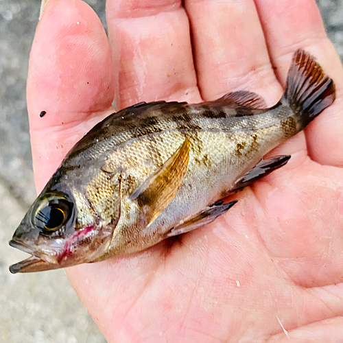 メバルの釣果