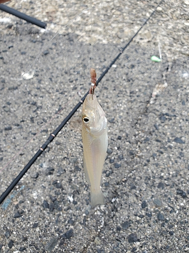 キスの釣果