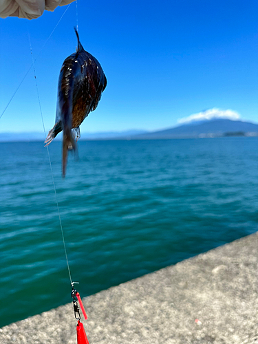 ミナミハタンポの釣果