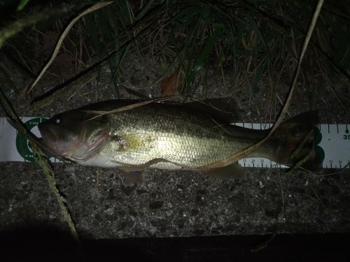 ブラックバスの釣果