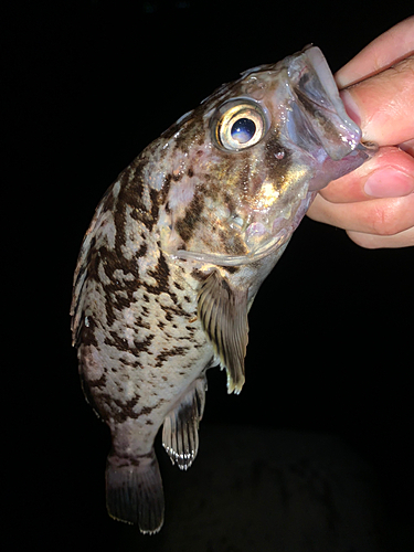 クロソイの釣果