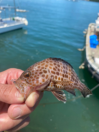 オオモンハタの釣果