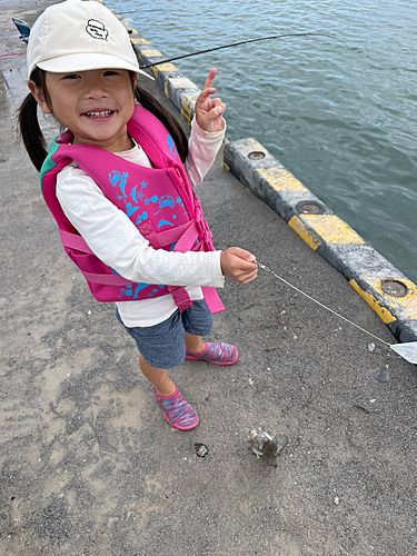 イワシの釣果