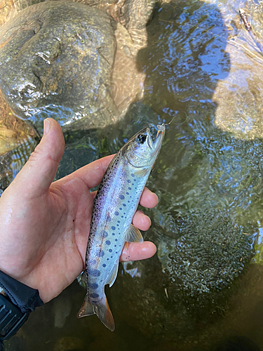 ヤマメの釣果