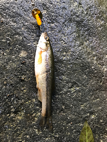 アブラハヤの釣果