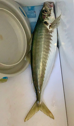 ムロアジの釣果