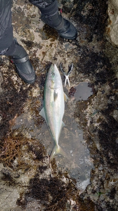 ワラサの釣果