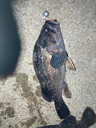 クロソイの釣果