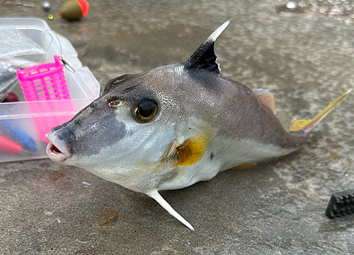 ギマの釣果