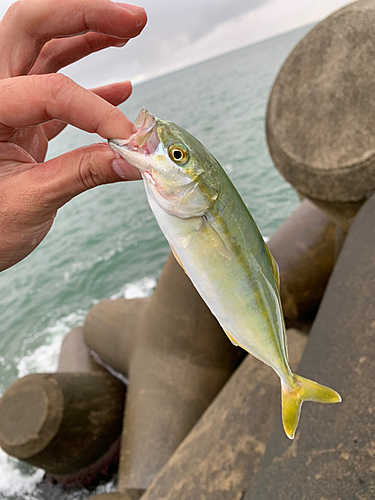 ワカシの釣果