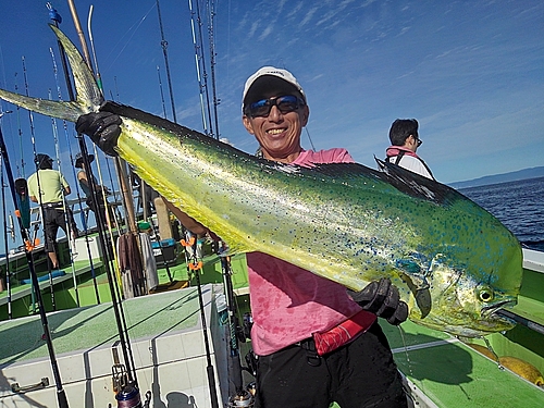 シイラの釣果