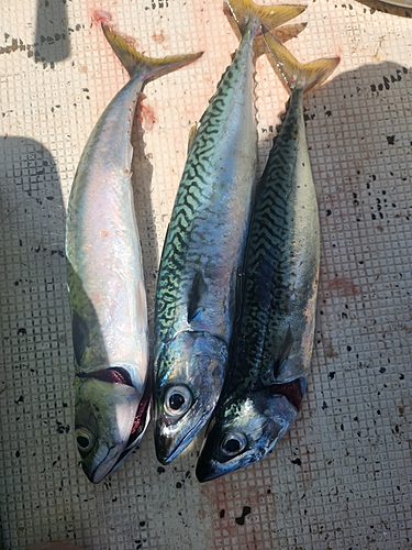 サバの釣果