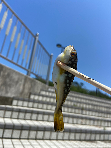 コモンフグの釣果