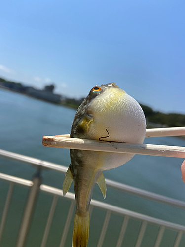 クサフグの釣果