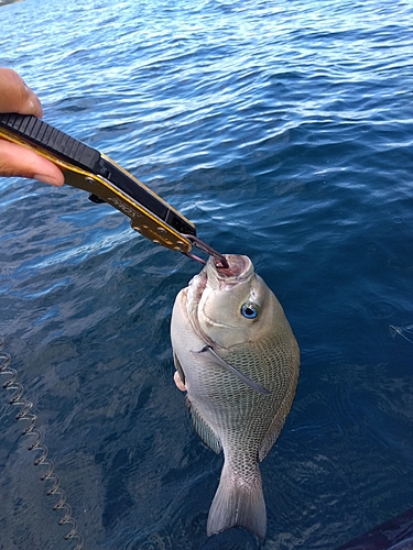 メジナの釣果